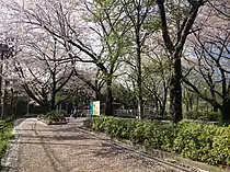 Cherry blossoms at Goten-yama Hill in Kita-Shinagawa