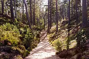 A track through the sand dunes, popularly called "Schipka Pass"