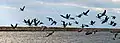 Flock taking off over water