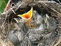 Nest and chicks