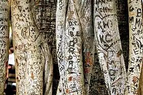 Graffiti on the trunks of the tree