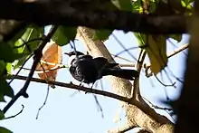 Male white-collared starling perched in a tree