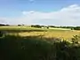 Grain field in Kapoly