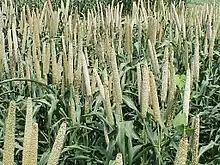 Bajra is the main kharif crop in Thar.