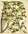 1860 Illustration from Curtis's Botanical Magazine