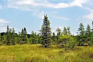 Black spruce and tamarack muskeg at the north end of Grandma Lake