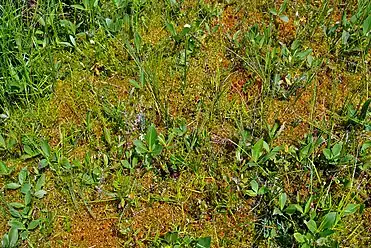 A close-up of the bog mat, near the northeast shore of Grandma Lake