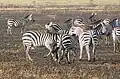 Fighting, Serengeti, Tanzania