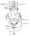 Schematic showing the structures innervated by the pudendal nerve