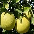 Pomelos "Kambili Naranga"