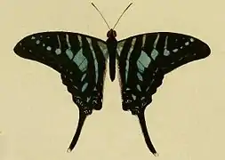 Dorsal view, from Papillions exotiques (1779)