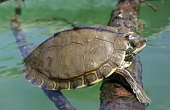 Pearl River map turtle (Graptemys pearlensis)