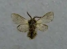 Adult specimen of Phalacropterix graslinella (Oiketicinae)