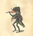 Grasshopper 1873