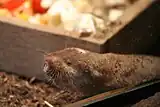 Ansell's mole-rat (Fukomys anselli)