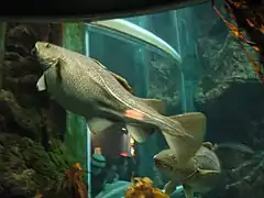 Spawning female in captivity