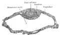 Blastodermic vesicle of Vespertilio murinus.