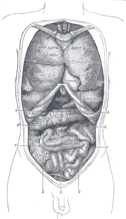 Front view of the thoracic and abdominal viscera