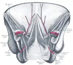Posterior view of the anterior abdominal wall in its lower half. The peritoneum is in place, and the various cords are shining through.