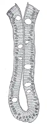 An intestinal gland from the human intestine with goblet cells visible