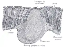 Section of mucous membrane of human rectum.  X 60.