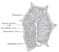 A single lobule of the liver of a pig. X 60.
