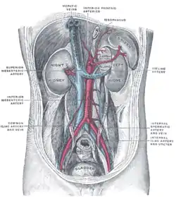 Posterior abdominal wall, after removal of the peritoneum, showing kidneys, suprarenal capsules, and great vessels. (Hepatic veins labeled at center top.)