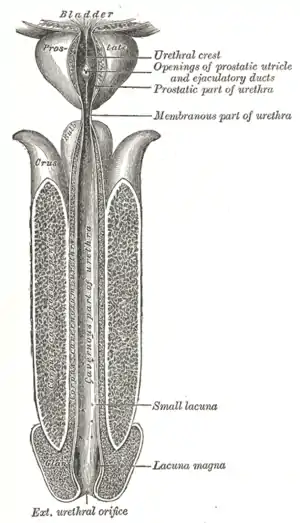 Location of external urethral orifice in adult human male