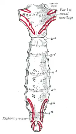 Posterior surface of sternum.