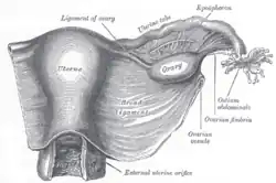 Image showing the right fallopian tube (here labeled the uterine tube) seen from behind. The uterus, ovaries and right broad ligament are labeled.