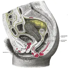 Location of the bladder and urethra in adult human female (sagittal section)