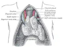 The thymus of a full-term fetus, exposed in situ