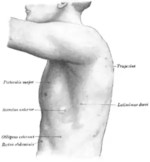 The left side of the thorax