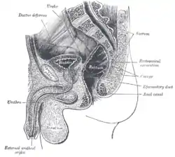 Median sagittal section of male pelvis