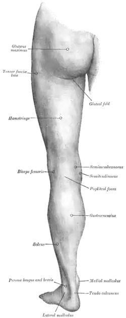 Surface anatomy of human leg
