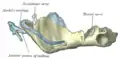 Figure 5: Mandible of human embryo 95 mm. long. Outer aspect. Nuclei of cartilage stippled.