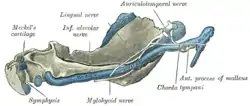 Figure 5: Mandible of human embryo 95 mm. long. Inner aspect. Nuclei of cartilage stippled.