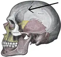 Side view of the skull. ('Coronal suture' indicated by the arrow.)