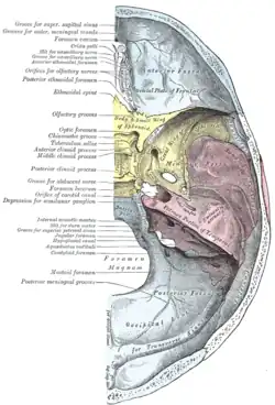 Base of the skull, upper surface