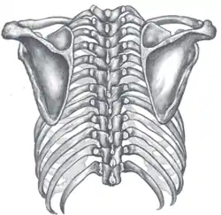 View of the bones of the thorax and shoulders from behind.