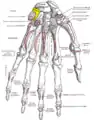 Bones of the left hand. Palmar surface. Triquetral shown in yellow.