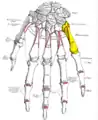 Dorsal view of the left hand (fifth metacarpal shown in yellow).