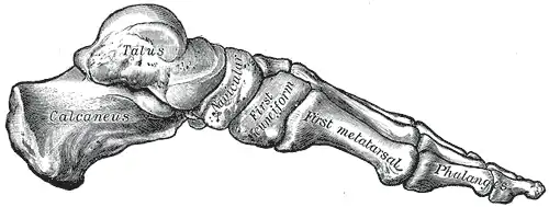 Medial longitudinal arch of the human foot (Gray's Anatomy)