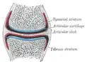 A synovial joint with bone, articular cartilage, and articular disc shown.