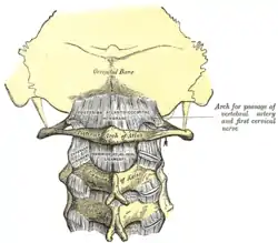 Posterior atlantooccipital membrane and atlantoaxial ligament. (Axis visible at center.)