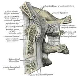 Median sagittal section through the occipital bone and first three cervical vertebrae