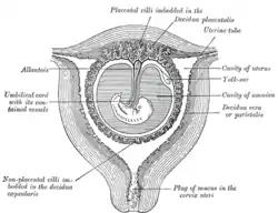 Sectional plan of the gravid uterus in the third and fourth month