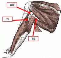 Muscles on the dorsum of the scapula, and the Triceps brachii.