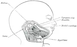 Head and neck of a human embryo eighteen weeks old, with Meckel's cartilage and hyoid bone exposed.