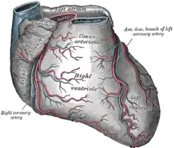 Sternocostal surface of heart (right coronary artery visible at left)